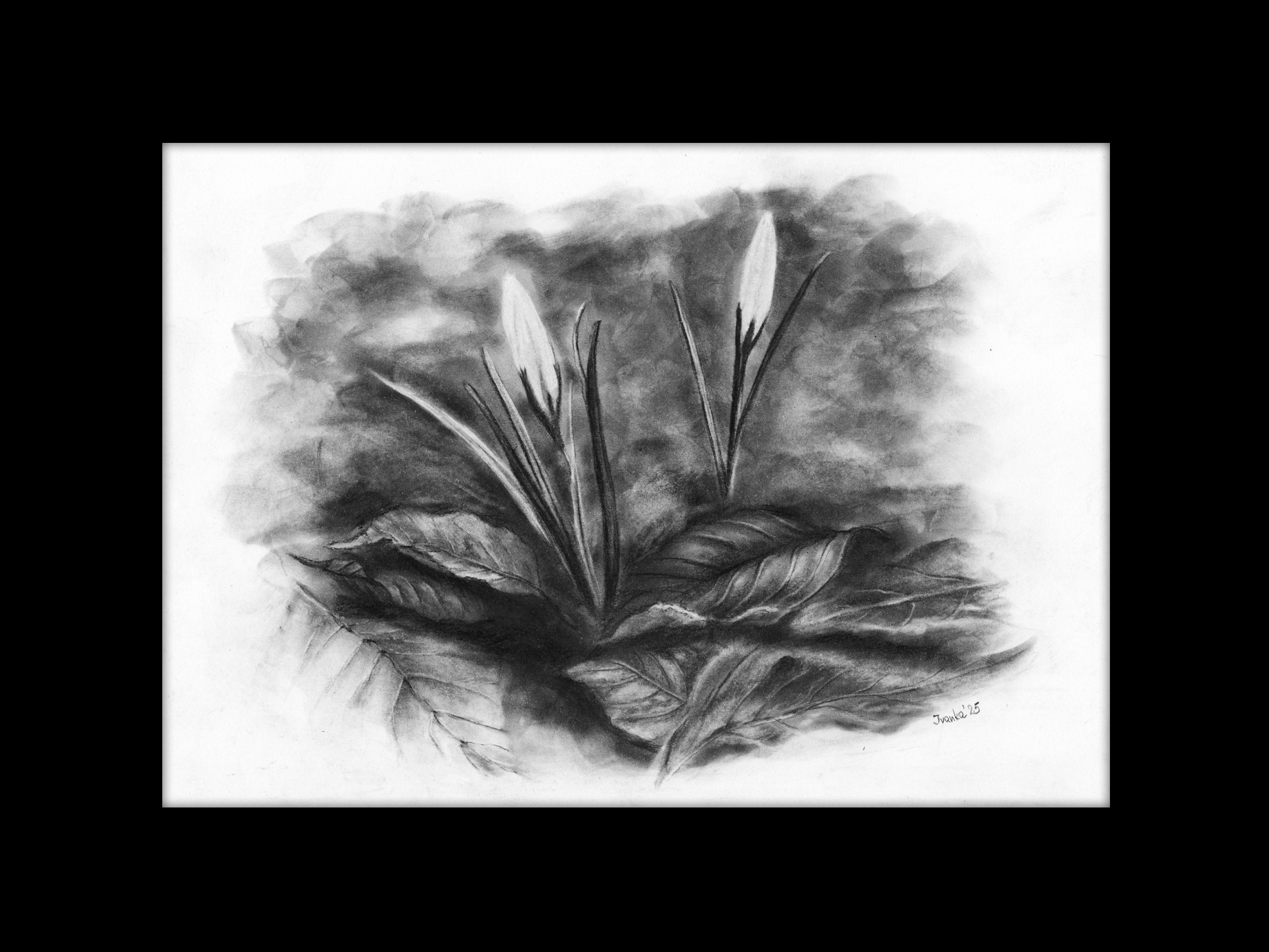 Varallo - Valsesia - Il Crocus - Ivanka Art