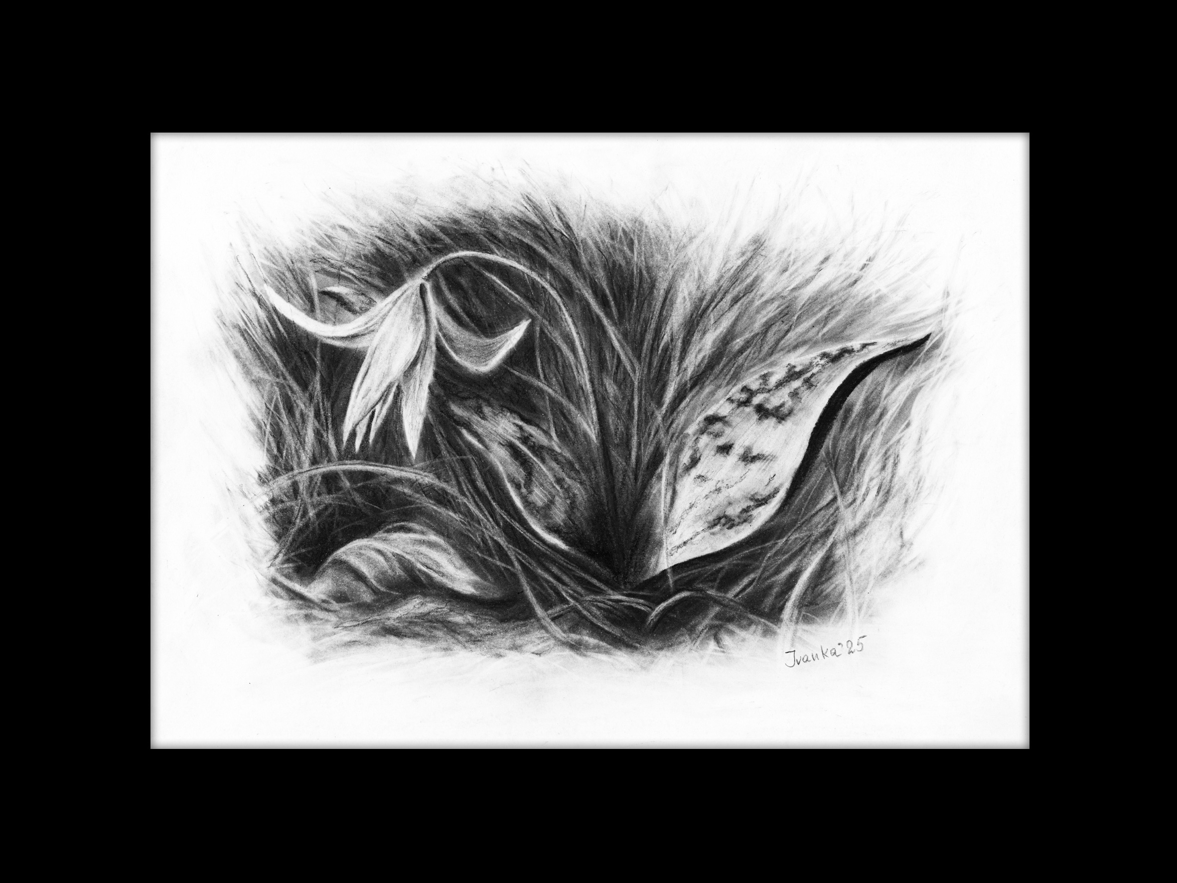 Varallo - Valsesia - Dente di Cane - Ivanka Art