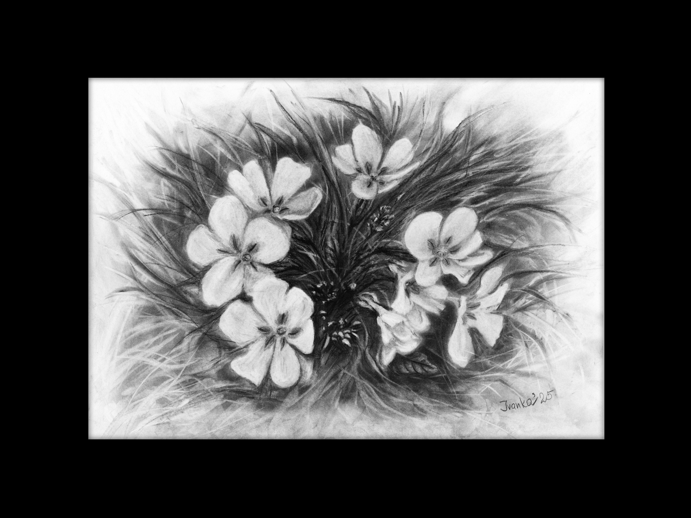 Varallo - Valsesia - Primule Selvatiche - Ivanka Art