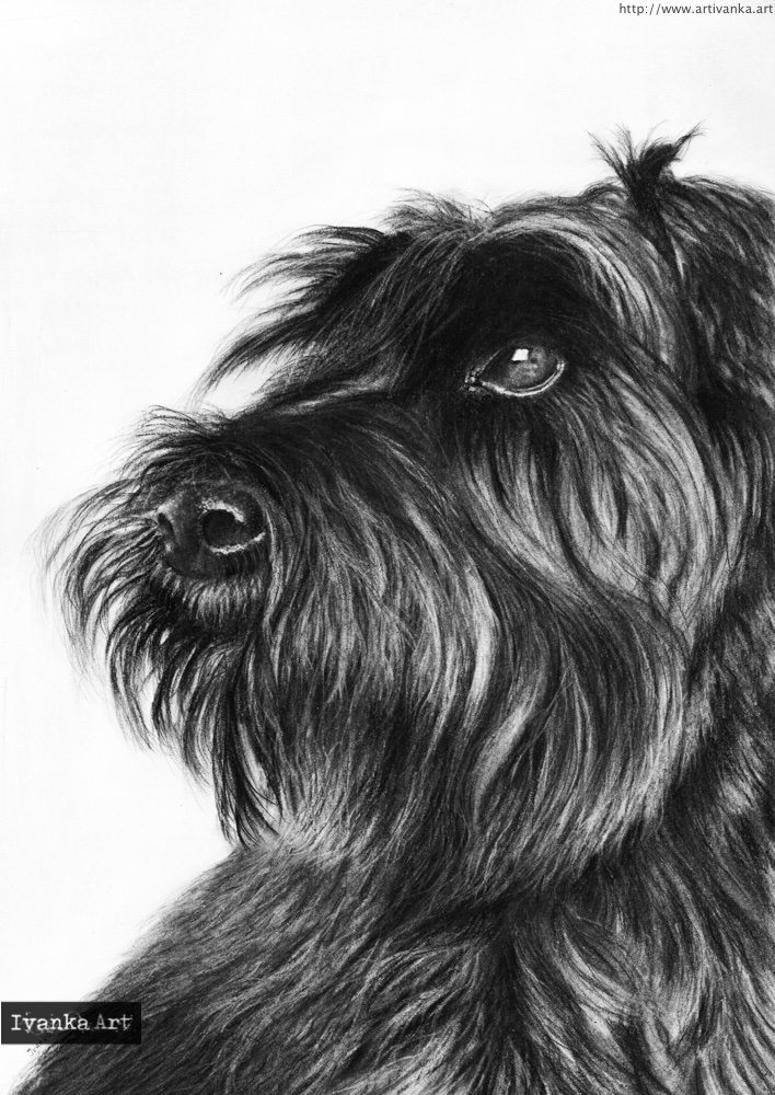Disegno a matita fotorealistico di cane