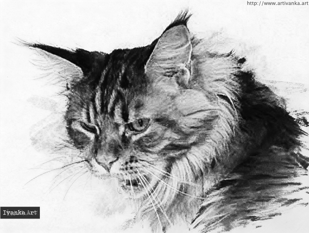 Ritratto a carboncino realistico di un gatto