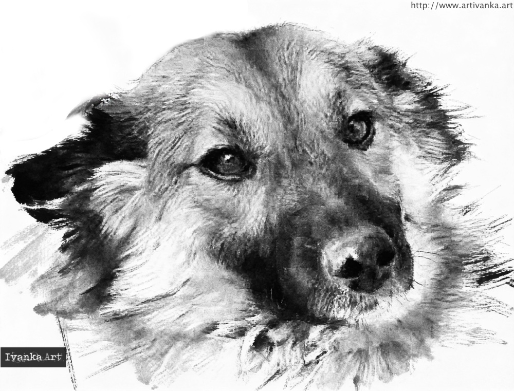 Ritratto a carboncino di un cane